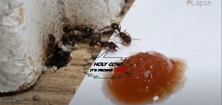 Ameisen und Chilli